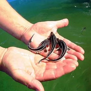 Малек осетра, форель.