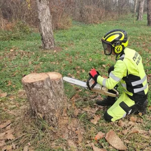 Профессиональные услуги арбориста в Краснодарском крае