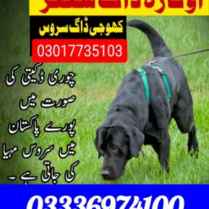 Army dog center 03017735103