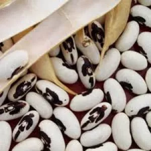 Посівний матеріал квасолі та стабільний ринок збуту