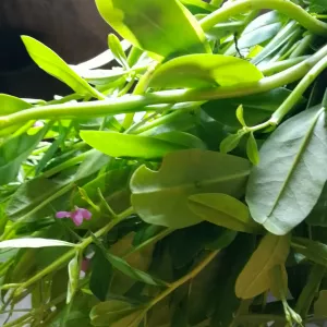 The most powerful spiritual herbalist in Nigeria+2348117409635