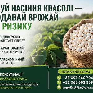 Насіння квасолі білої. Гарантований викуп врожаю