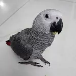 African Grey Baby Parrots-(Males/Females)