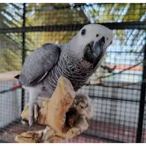 African Grey parrot for sale nearby - African Grey parrot for sale by owner
