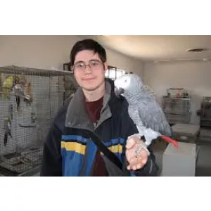 Price African Grey parrot for sale - Adult African Grey Parrots for Sale