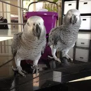 African Grey Congo Parrots for Sale - African Grey parrot price