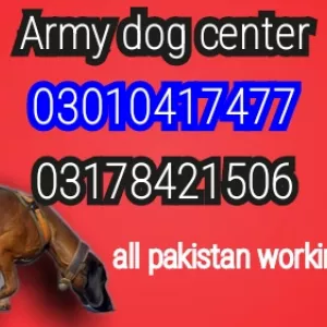 Army dog center rawalpindi 03178421506