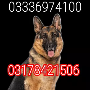Dog center islamabad 03336974100