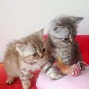 Шотландськи шиншилові кошенята