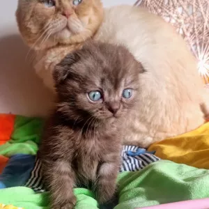Шотландський хлопчик скоттіш фолд шиншилового забарвлення