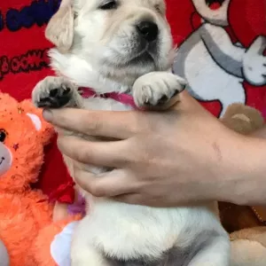 Щенки золотистого ретривера