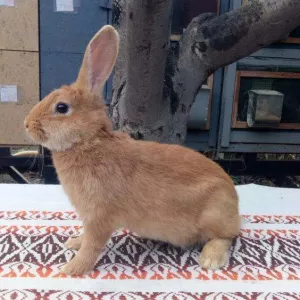 Кролик породы бургундец